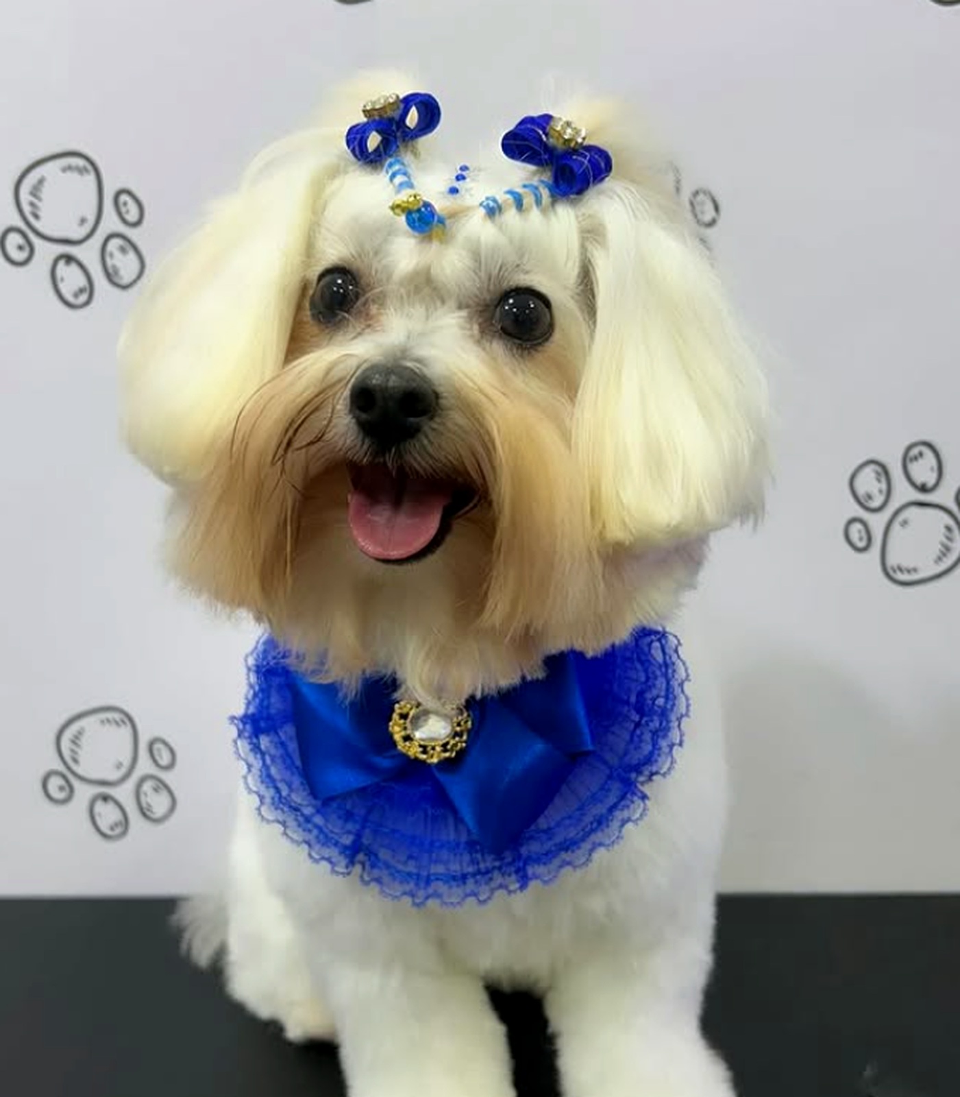 Cliente Sheila Laço Pet