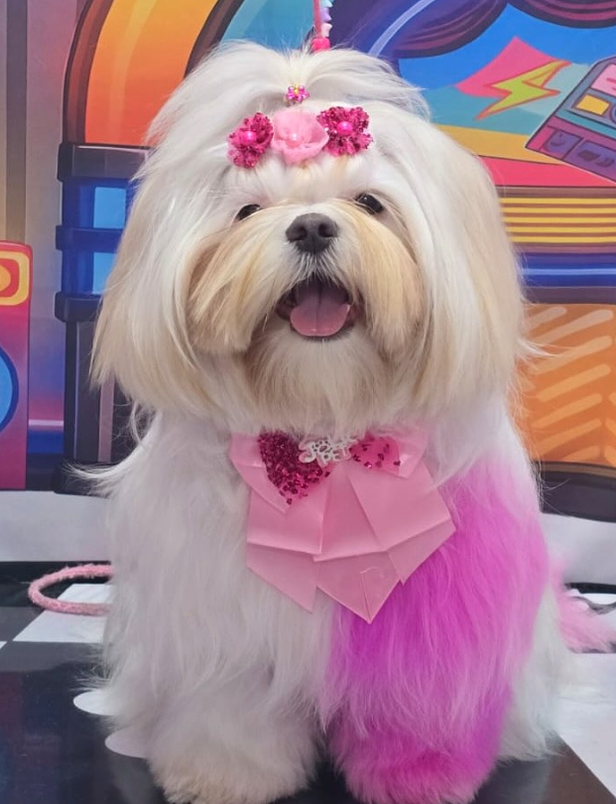 Cliente Sheila Laço Pet
